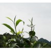 白眉王 白眉王茶批發(fā) 白眉王茶