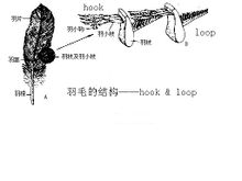 鳥的羽毛與仿生學(xué)